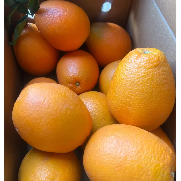 云阳红橙树上熟应季水果现采现发当季新鲜水果手剥香甜多汁