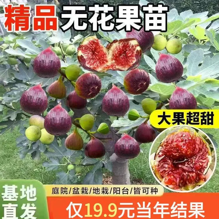 无花果树果苗波姬红苖南方北方种植耐寒盆栽地栽阳台庭院当年结果