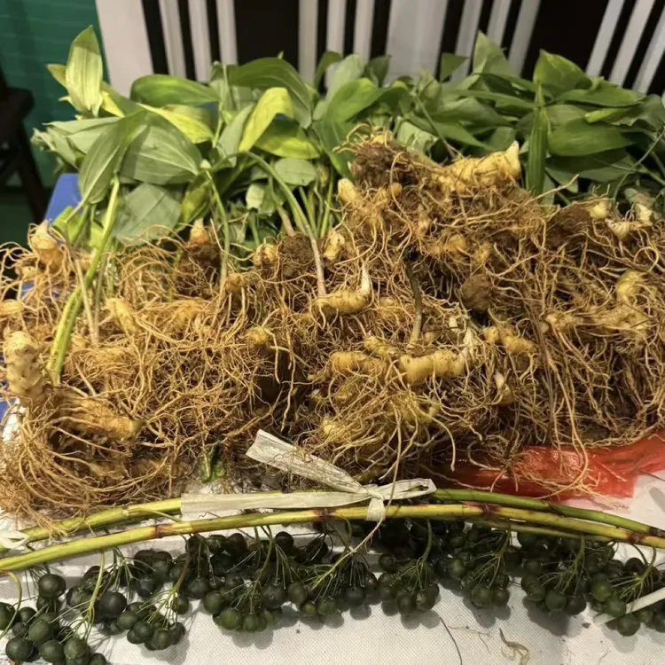大巴山新鲜老虎姜可煲汤泡酒