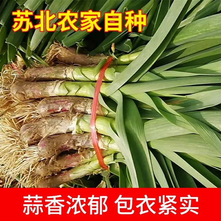 大蒜东台大蒜露天种植现摘现发