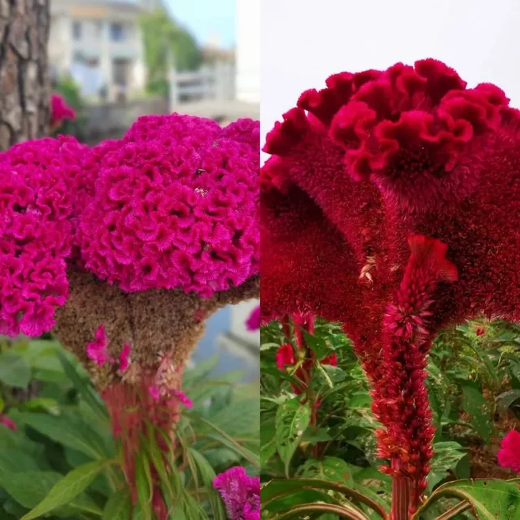鸡冠花花卉庭院阳台易养护爆花强抗晒发货快