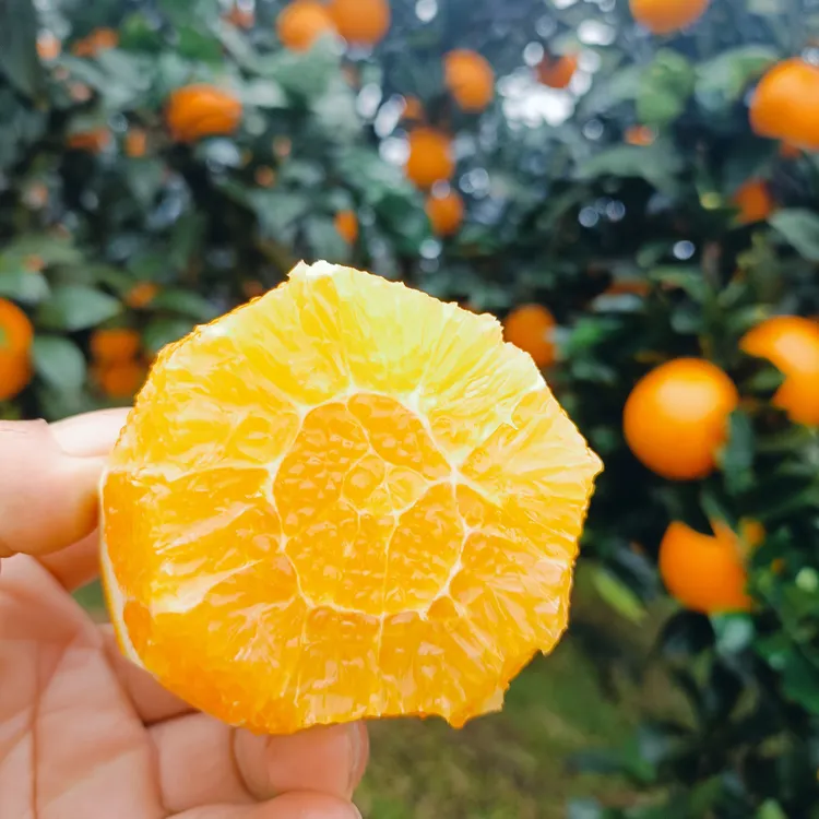 现摘纽荷尔橙子新鲜脐橙应季水果超甜整箱批发薄皮非赣南冰糖脐橙