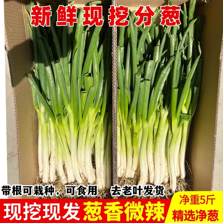 新鲜现挖分葱小黄葱河南分葱新鲜绿小葱应季蔬菜农家香葱可种植5