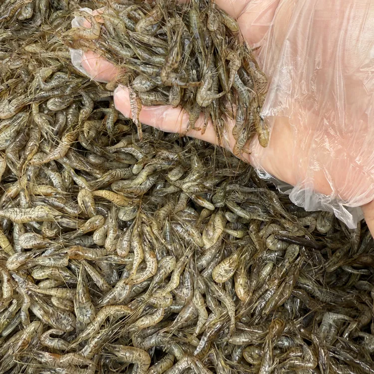野生淡水小河虾（速冻）顺丰发货