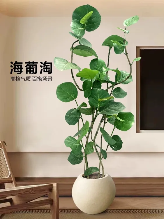 海葡萄客厅绿植盆栽室内轻奢观叶造型庭院北欧风大型落地网红植物