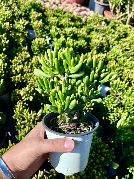 吸财树 新手好养 老桩多肉适合室内外种植