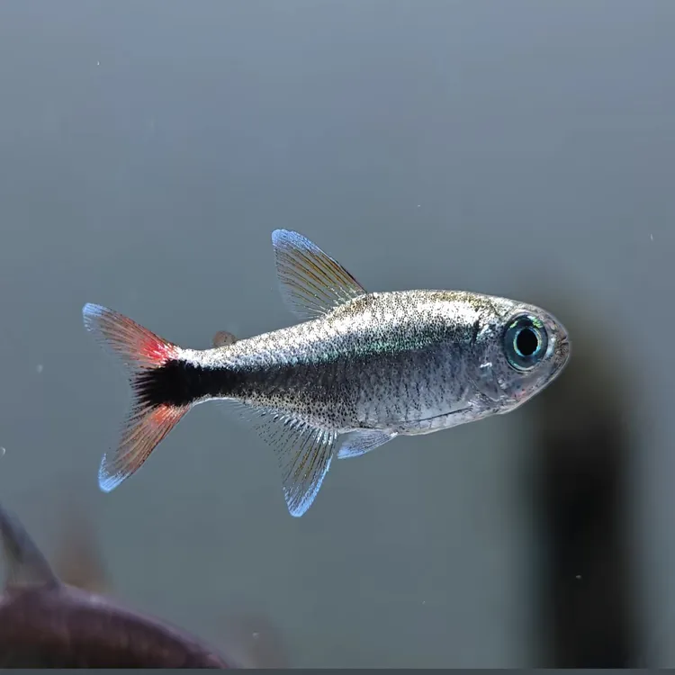 （特价）红尾蓝线金灯小型热带观赏鱼群游性强适合草缸混养