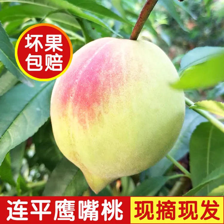 正宗连平上坪鹰嘴桃蜜桃脆桃广东河源蜜桃新鲜水果果园直发包邮