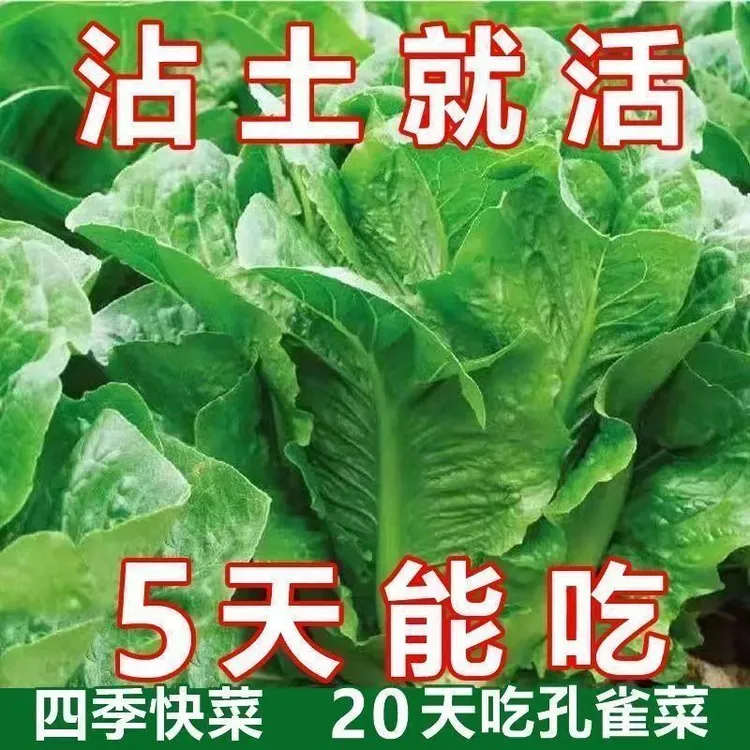 孔雀菜不打药不生虫生吃脆甜高营养直立生菜四季播生菜原装