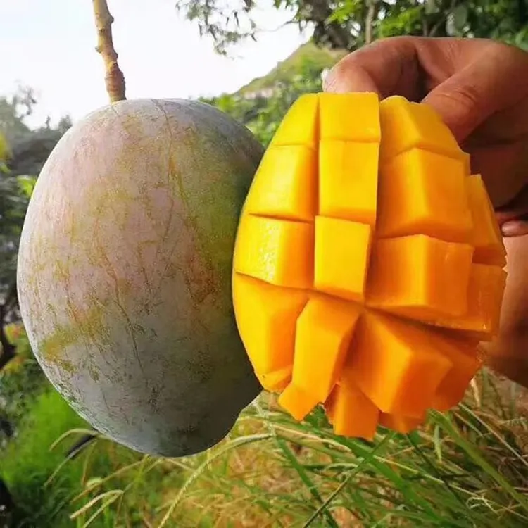 x【催熟后食用 】攀枝花凯特芒果新鲜水果产地现摘现发