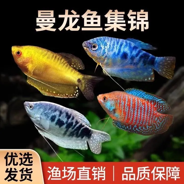 热带淡水观赏鱼曼龙鱼群游小型鱼七彩丽丽鱼耐活不打氧鱼观赏鱼