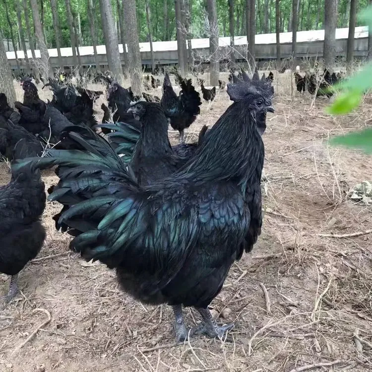 宠物鸡正宗五黑鸡活鸡一斤小土鸡小笨鸡绿壳蛋鸡苗批发青远鸡乌鸡