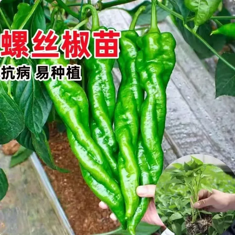 正宗螺丝椒苗带土发货薄皮辣椒批发苗种植种子庭院植物