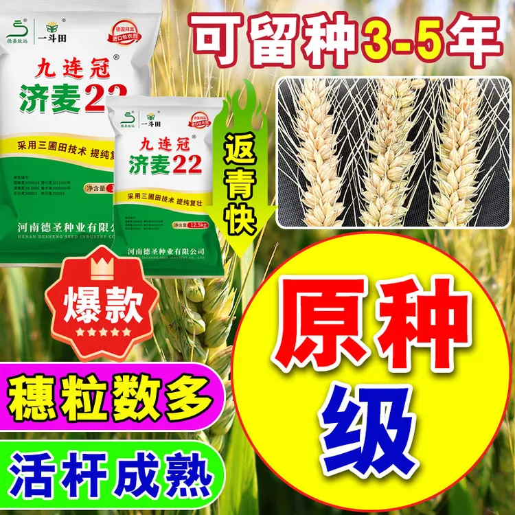 【12.5kg济麦22】免费包衣 国审精选高产 矮秆抗倒伏 大穗小麦种子
