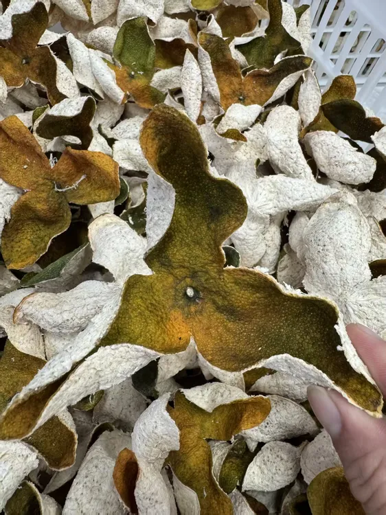 2025年新会三江深吕圈枝二红皮