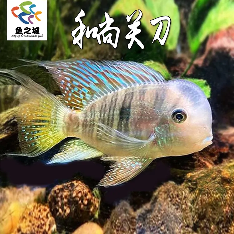 和尚关刀食土鲷南美慈鲷活体清洁鱼白子关刀鱼热带淡水观赏鱼草缸