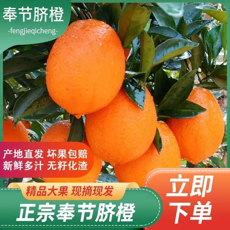 正宗重庆奉节脐橙大果5斤10斤20斤新鲜水果整箱包邮直发坏果包赔