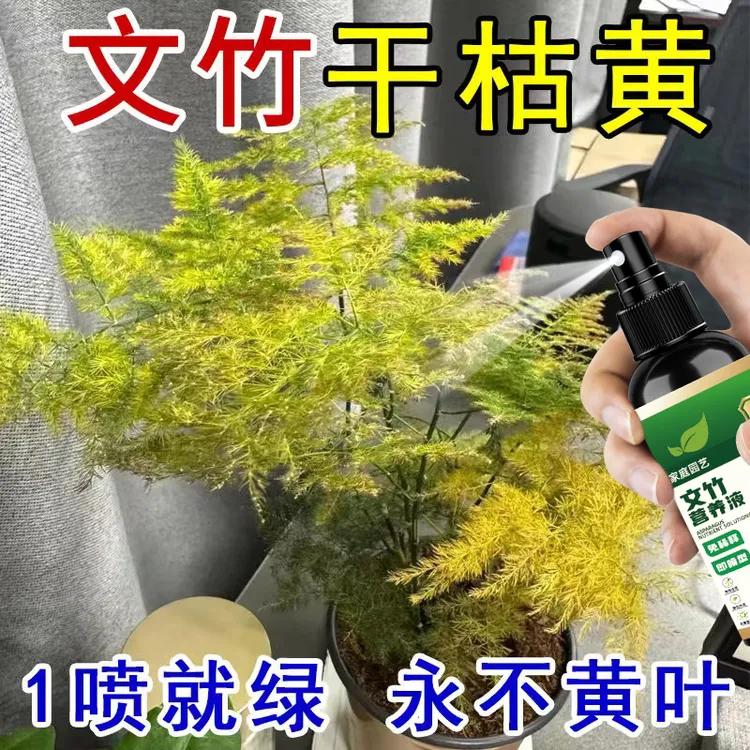 文竹营养液【一喷绿油油】治黄叶干尖枯瘦烂根催嫩芽促生长专用肥料