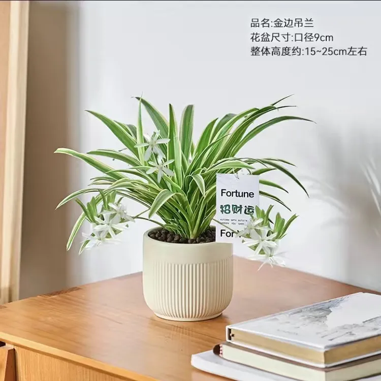 金边吊兰盆栽招财运绿植室内净化空气花卉办公室桌面懒人好养植物