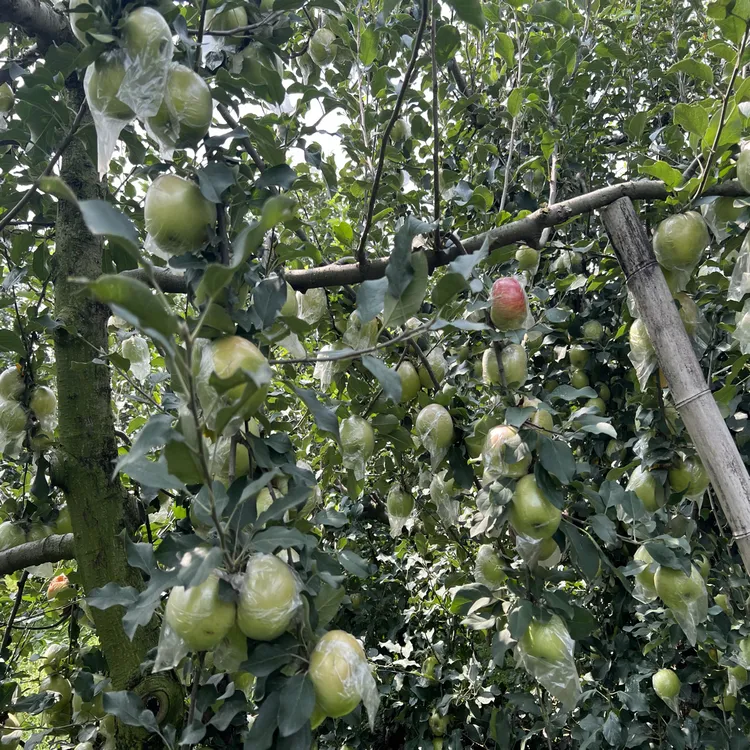 青森系青苹果脆甜多汁口味十足净重9斤每箱有空格属于正常