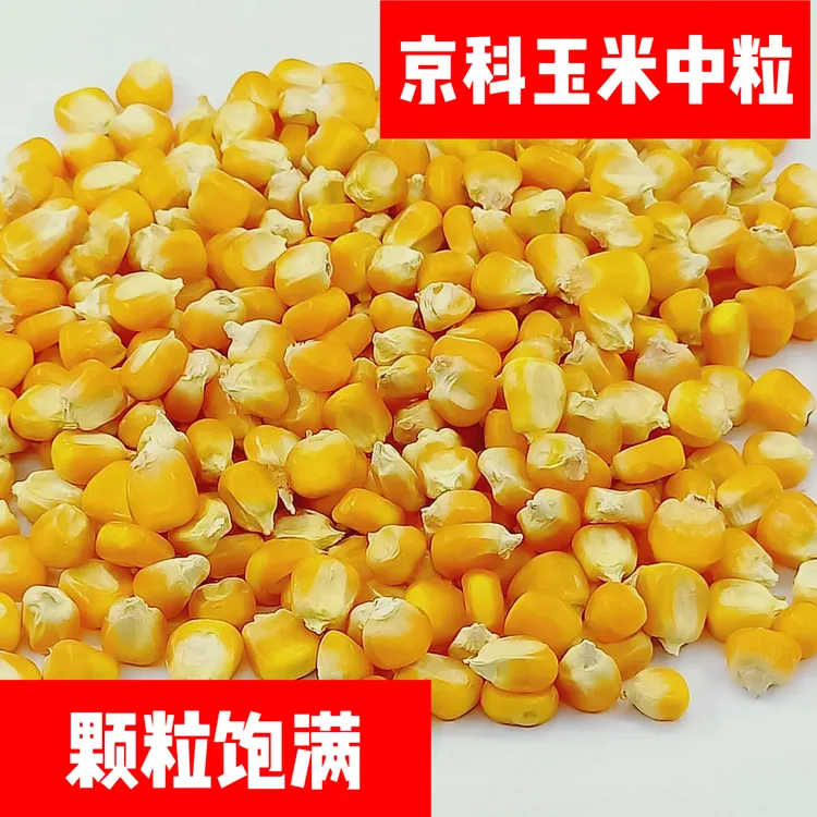 年冠京科玉米补充能量鸽子玉米中粒小粒大粒红玉米鸽子粮食饲料