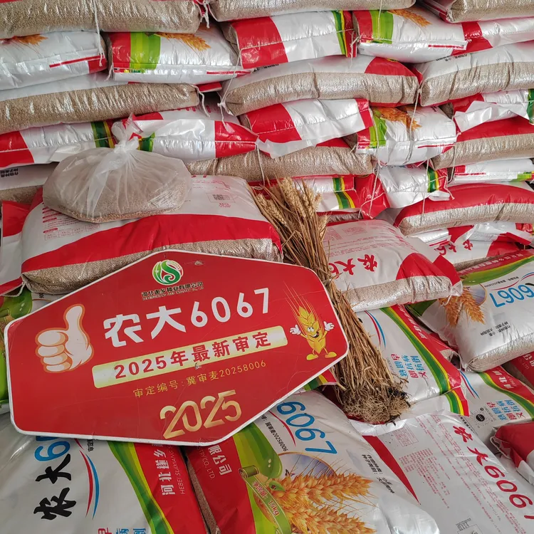 农大6067小麦种熟期早抗倒抗冻大穗分蘖强抗病稳产