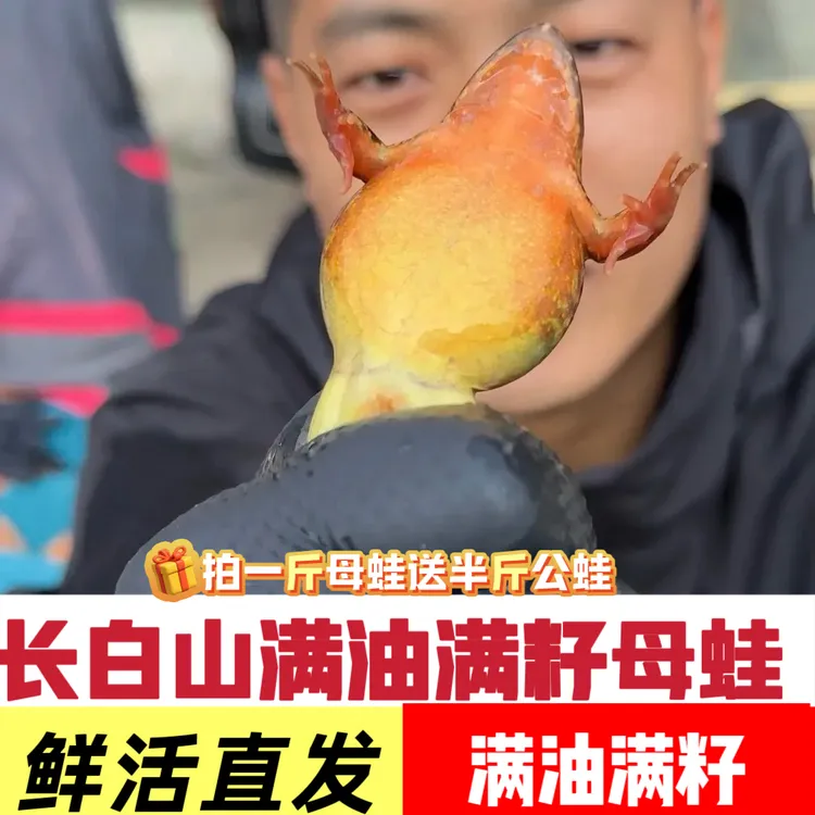 长白山鲜活黄肚母豹子 满油满籽送东北大酱包邮