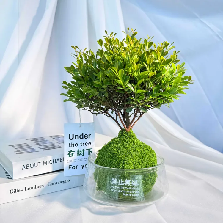 小叶赤楠水培植物盆景客厅懒人花卉绿植室外盆栽办公室内禁止焦绿商品图