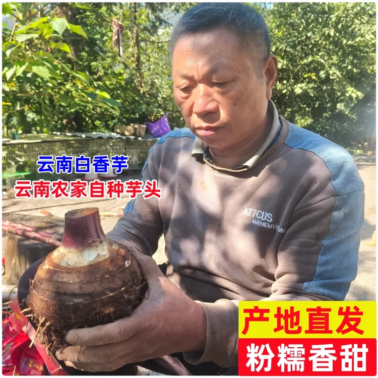 【自家栽种】正宗粉面大芋头云南槟榔芋头当季香芋紫藤蔬菜批发