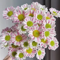 鲁一尼小菊花盆栽颜值高花期长耐晒庭院阳台新手易养护