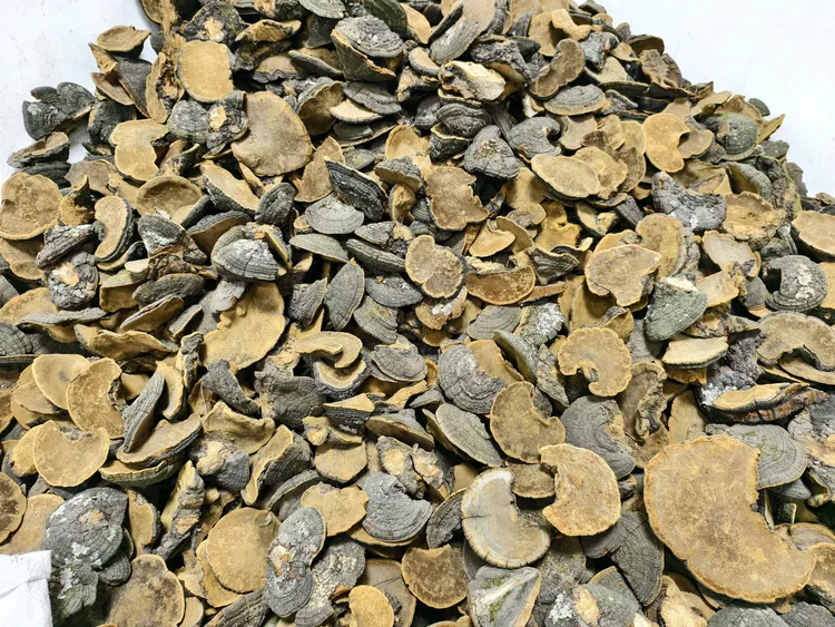 精品桑芝菌菇500g 精美礼品袋包装 煲汤泡酒泡水