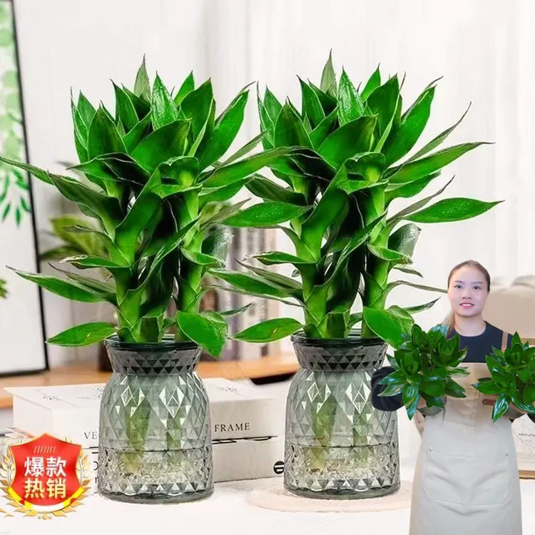 【买一送一】水培观音竹室内绿色植物桌面盆栽北欧风烟灰树脂盆
