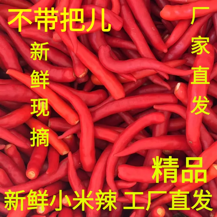 农户现摘新鲜小米辣农户现摘红辣椒低价商用辣椒蔬菜包邮工厂直发