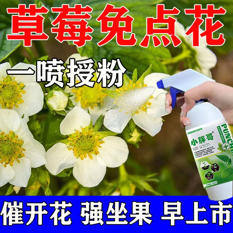 草莓授粉专用药草莓点花药免人工授粉全株保花保果强座果增产专用