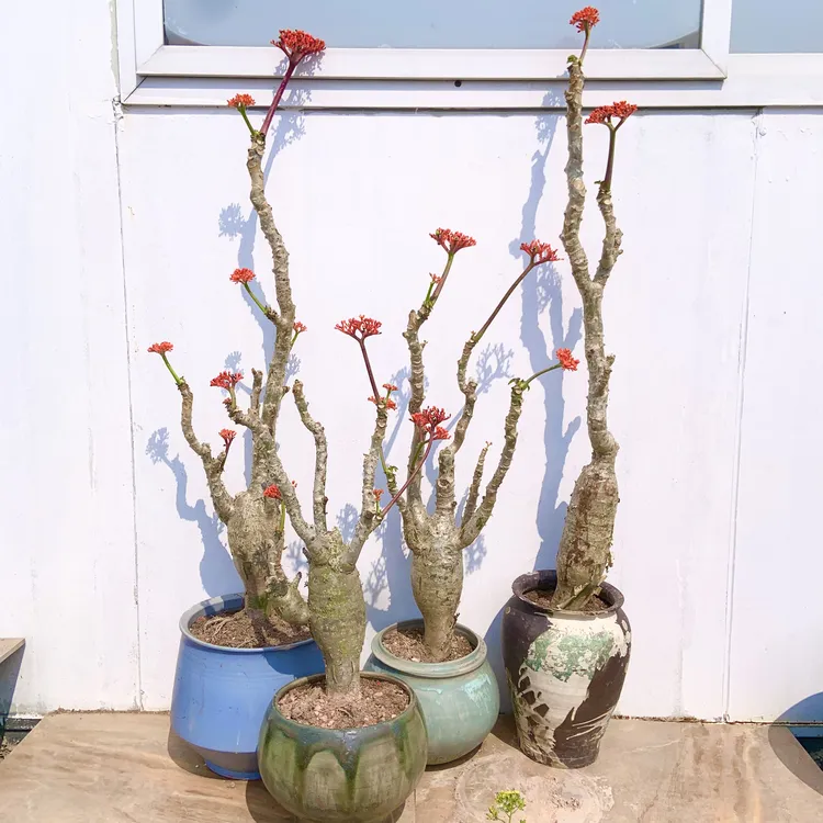 佛肚海棠花庭院植物玉树珊瑚红花开花佛肚树花园景观植物户外绿植