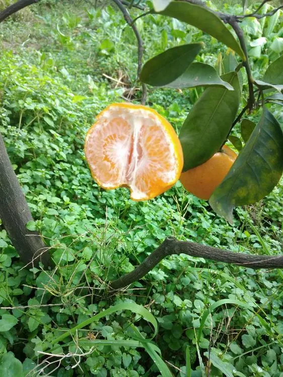 四川眉山特产耙耙柑