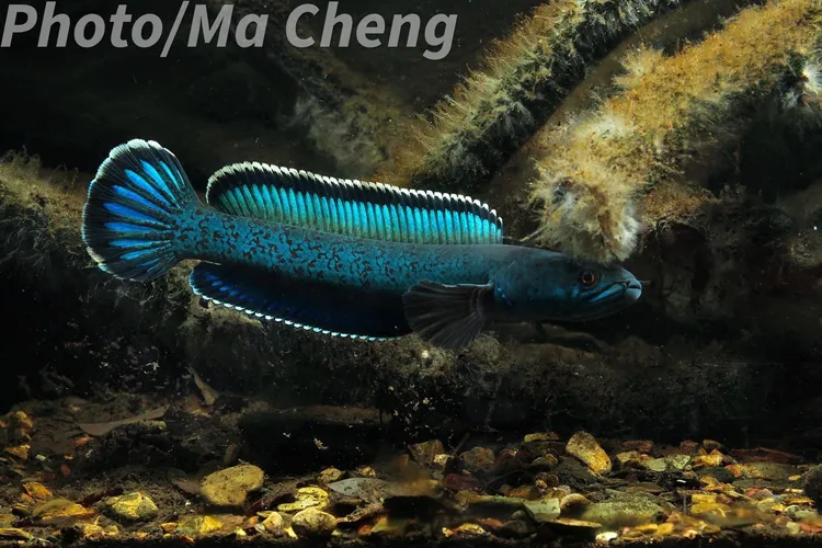 金尘雷龙鱼进口热带观赏鱼猛鱼中小型蓝色活体幻红奶茶火背咬缸鱼