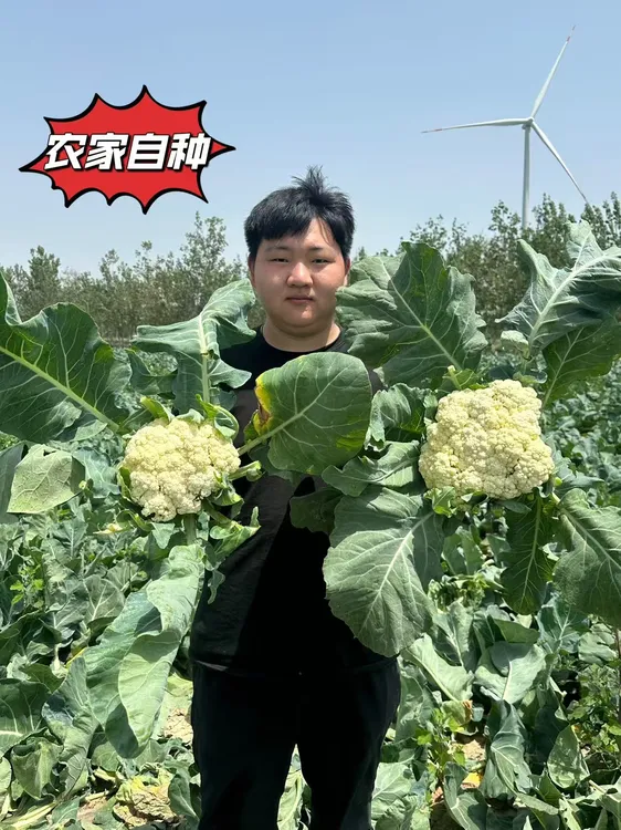 河南露天种植农家自种新鲜花菜现砍现发无农药自然熟