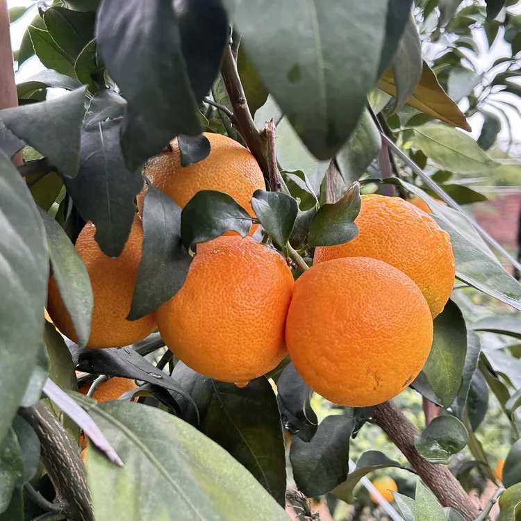 产地直发红美人果冻橙现摘现发