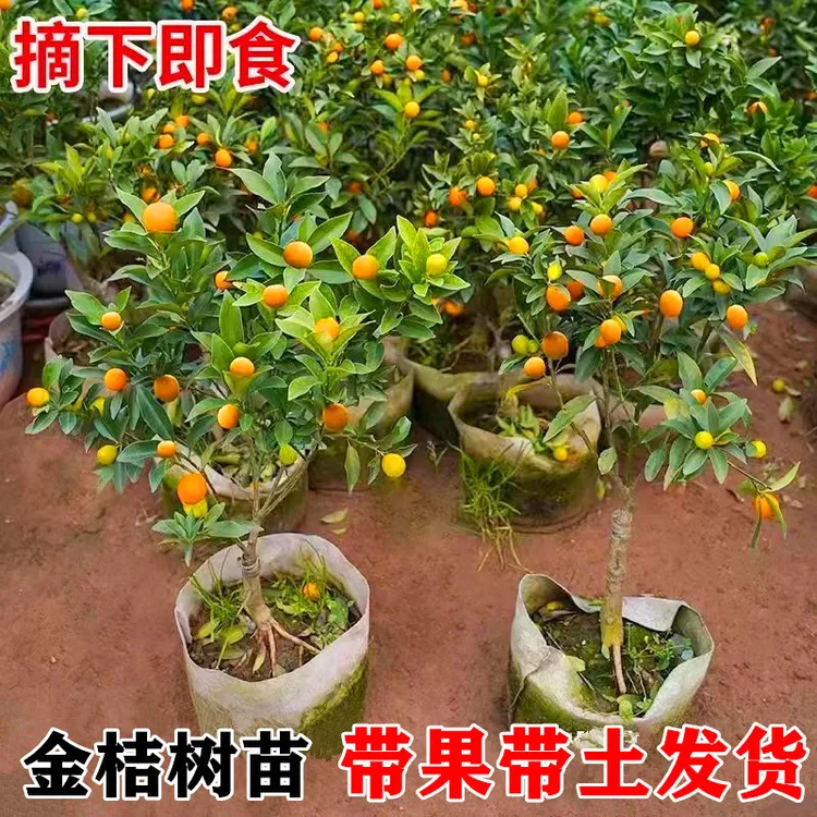 （带果发）脆皮金桔树苗嫁接橘子树苗盆栽室内花卉好养植物可食用