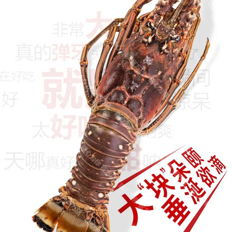 【顺丰空运】古巴大龙虾鲜活冷冻巴西龙虾生冻海鲜水产1-5斤装超大