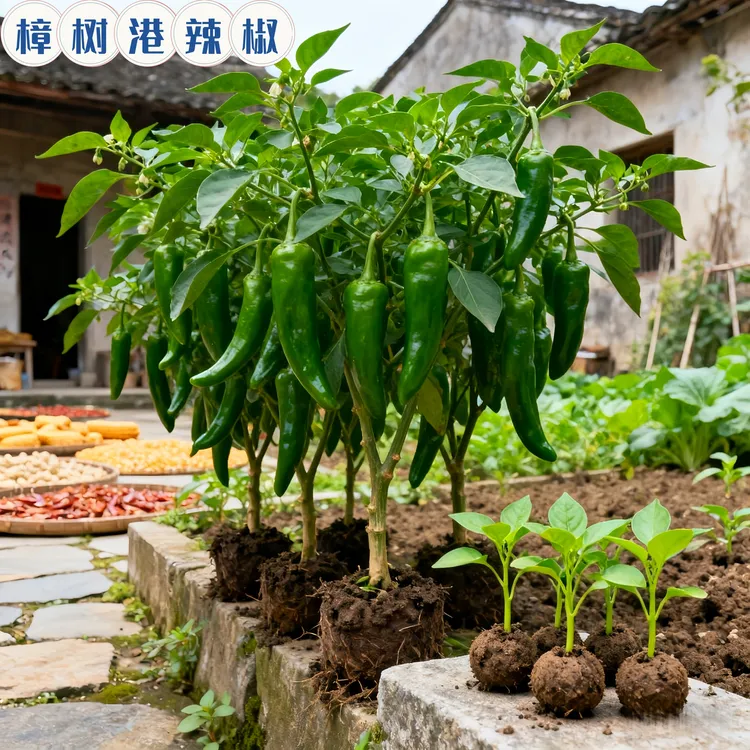 高产【樟树港辣椒】辣椒苗薄皮辣椒四季种植绿植朝天椒基地源头直发