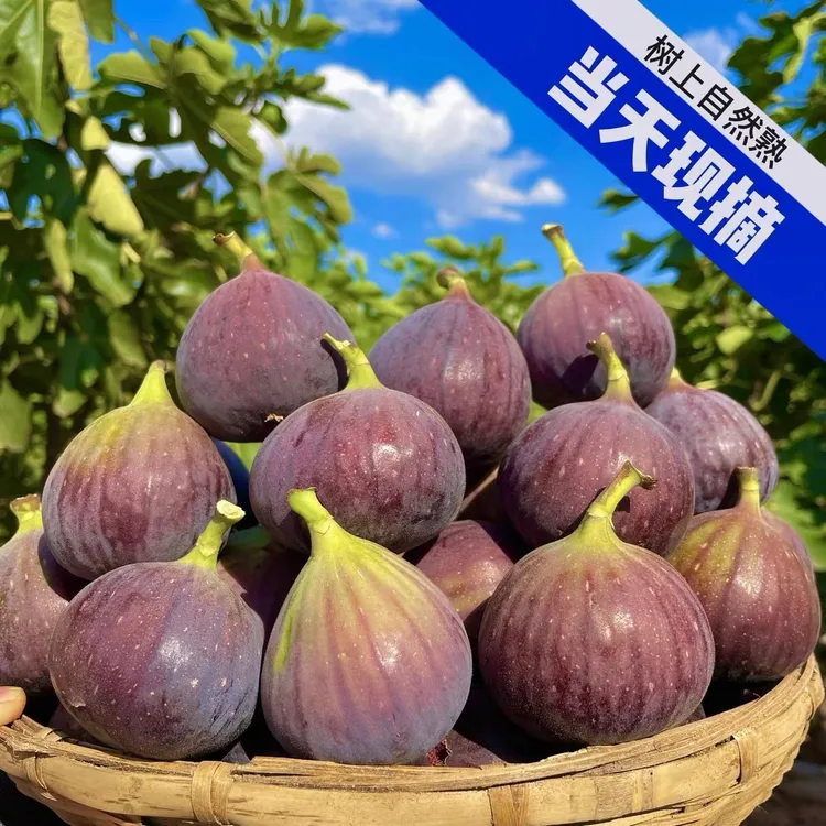 【顺丰包邮】 无花果鲜果新鲜红皮无花果紫皮红心孕妇现摘当季水果