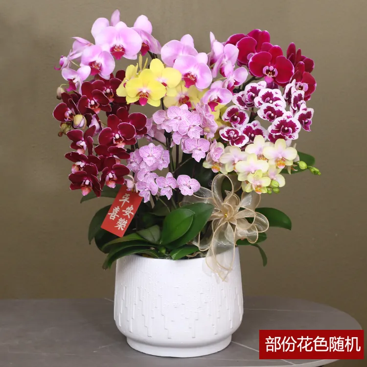 蝴蝶兰【彩花】带花带盆组好伴手礼送礼茶桌婚礼客厅美化装饰