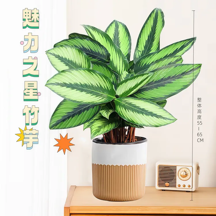 魅力之星竹芋室内易养绿植盆栽美观叶植物办公室桌面盆栽空气净化