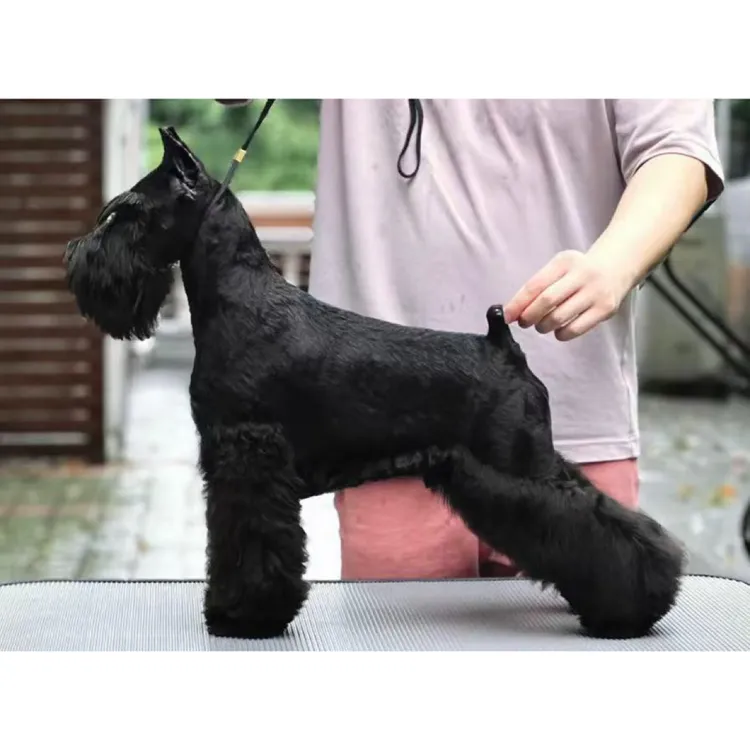 小刘忙犬舍双血统迷你雪纳瑞活体