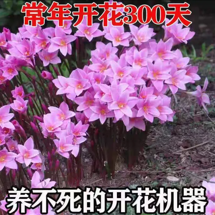 现挖风雨兰种球韭兰种球葱兰花苗盆栽花卉耐寒户外庭院绿化苗