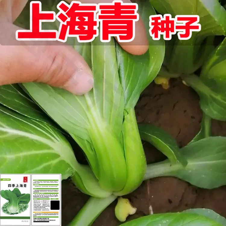 (新疆包邮)上海青菜种子矮脚小青菜籽青梗菜原装阳台菜园四季秋冬
