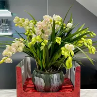 四季香兰  （多支）精致兰花耐寒好养室内阳台 云南鲜花绿植