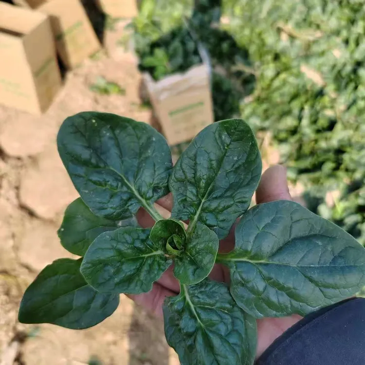 河南露天霜打矮杆趴地菠菜现挖现发新鲜小菠菜